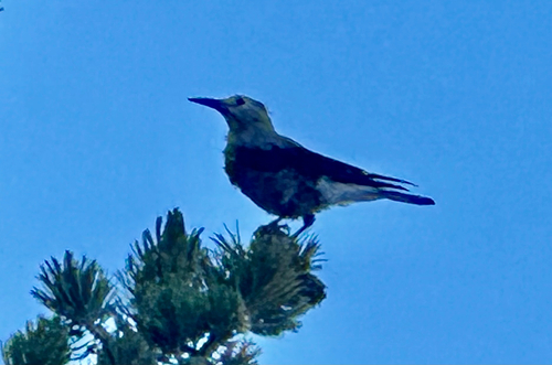 iNaturalist observation photo of Clark's Nutcracker
