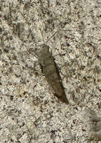 iNaturalist observation photo of Undulant-Winged Grasshopper