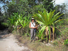 Brocchinia micrantha