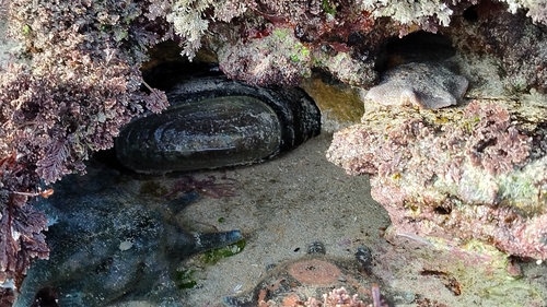 Elephant Snail
