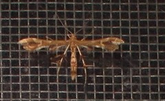 Geina periscelidactylus