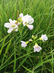 Cardamine pratensis