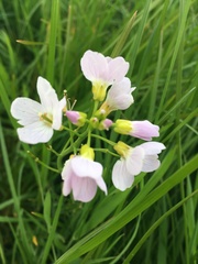 Cardamine pratensis