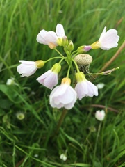 Cardamine pratensis
