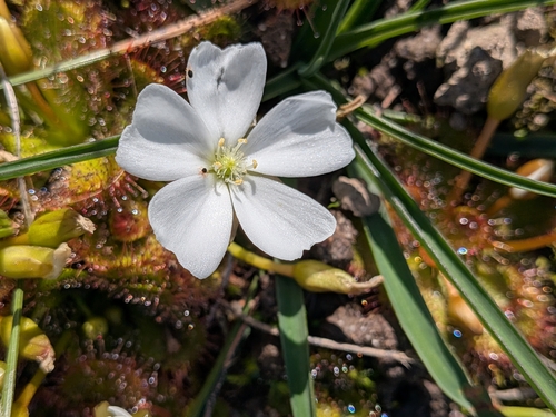 scented sundew