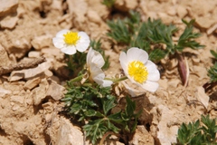 Ranunculus seguieri seguieri
