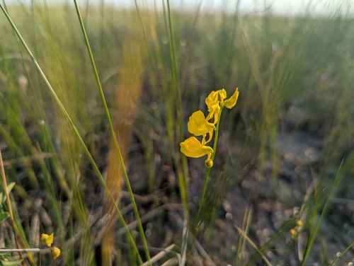 Utricularia cornuta, photograph 6