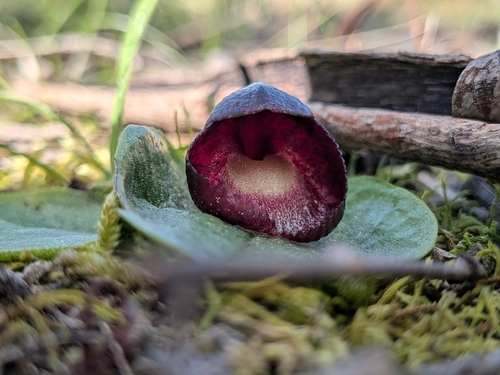 slaty helmet-orchid