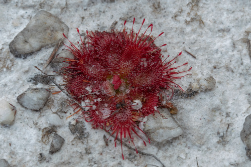 Drosera tentaculata