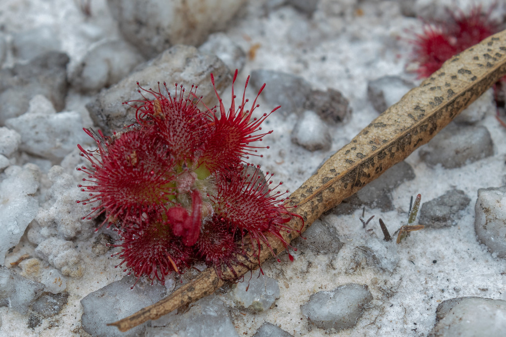Drosera tentaculata, Santana do Riacho - MG, 35845-000, Brasil