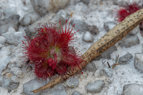 Drosera tentaculata