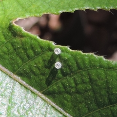 Colobura dirce dirce