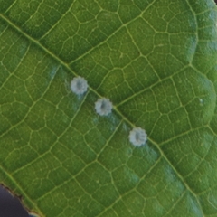 Colobura dirce dirce