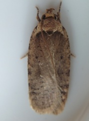 Agonopterix nigrinotella