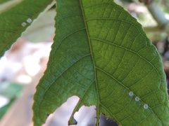 Colobura dirce dirce