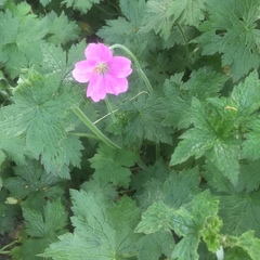Geranium palustre