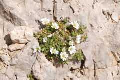 Cerastium uniflorum