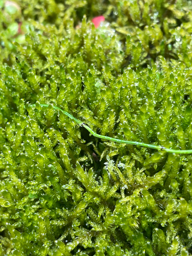 Palustriella falcata observed 2026-08-16