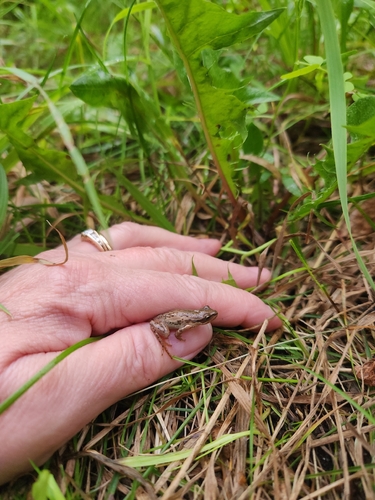 Boreal Chorus Frog