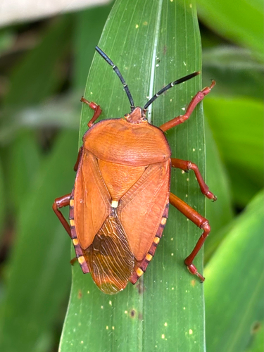 Pycanum ochraceum