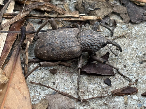 Sipalinus gigas