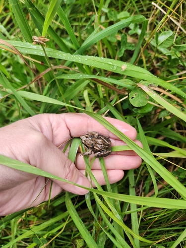 Wood Frog