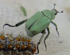 Hoplia parvula