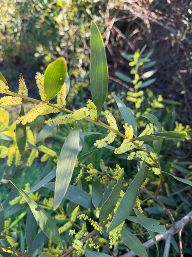Longleaf Wattle