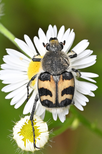 Eurasian Bee Beetle