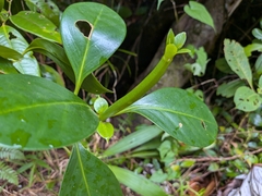Hillia parasitica