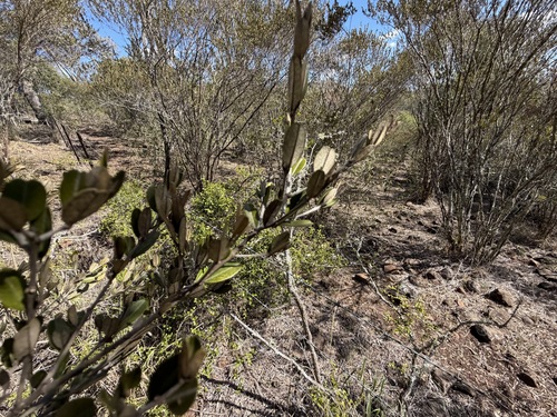 Hovea longipes observed 2026-08-14