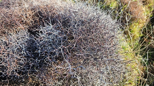 Muehlenbeckia astonii, photograph 6