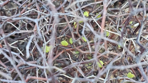 Muehlenbeckia astonii, photograph 3
