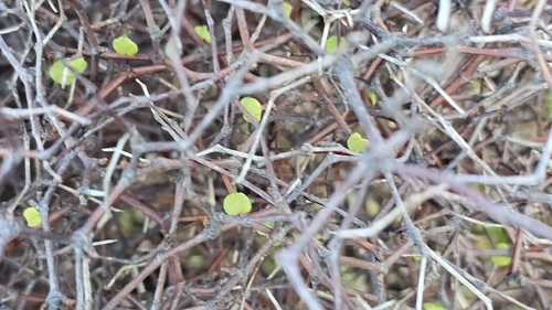 Muehlenbeckia astonii, photograph 4