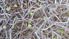 Muehlenbeckia astonii, photograph author not stated, no rights reserved
