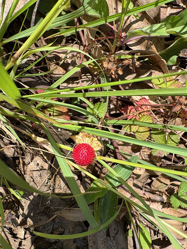 mock strawberry
