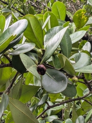 Clusia major, photograph (c) Guillaume Delaitre, some rights reserved (CC BY)