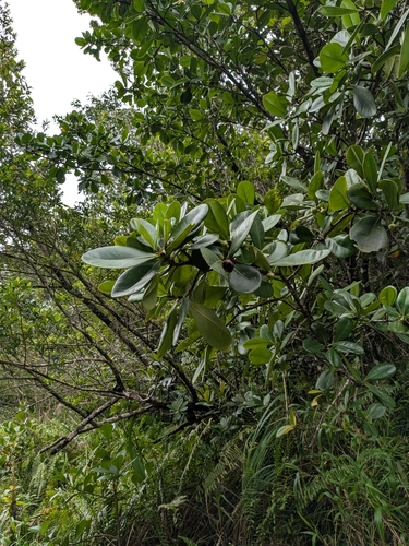 Clusia major, photograph 6