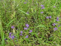 Triodanis perfoliata