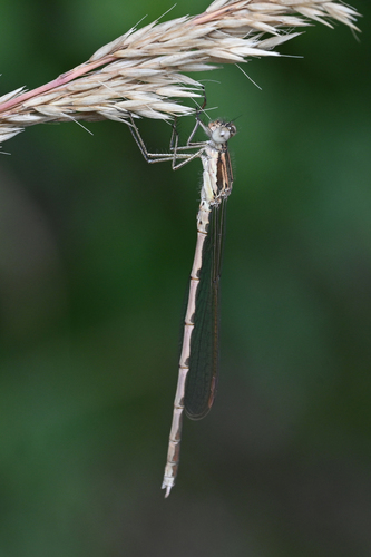 Common Winter Damselfly