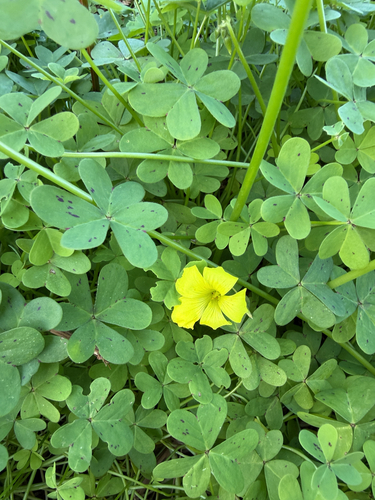 Bermuda buttercup