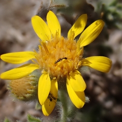 Camphorweed (Heterotheca camphorata)