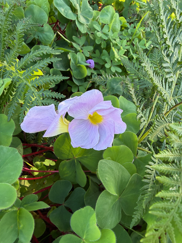 Purple woodsorrel