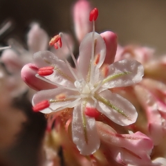 Eriogonum elongatum