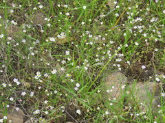 Chaetopappa bellidifolia