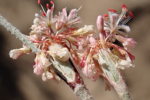 Eriogonum elongatum, photograph 1