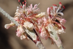 Eriogonum elongatum, photograph author not stated, no rights reserved