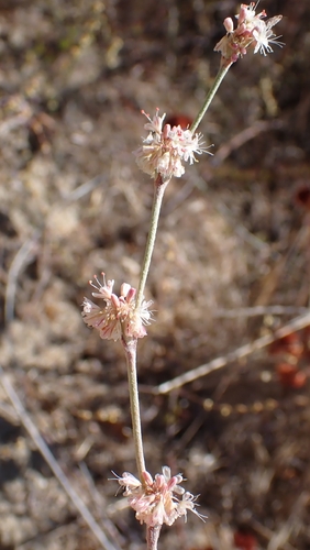 Eriogonum elongatum, photograph 2
