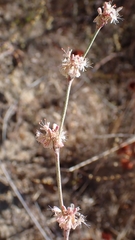 Eriogonum elongatum, photograph author not stated, no rights reserved