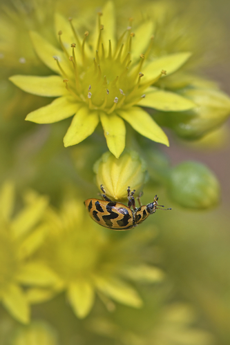 Tasmanian Ladybird